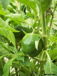 Growing Peppers for Flavor: Timely Tips