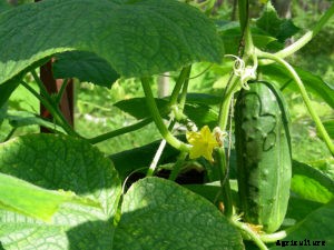 How to Grow Cucumbers That Are Not Bitter Tasting
