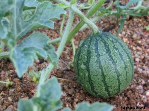 How to Grow Watermelon for the Best Flavor