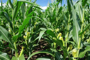 How to Increase Your Corn Crop