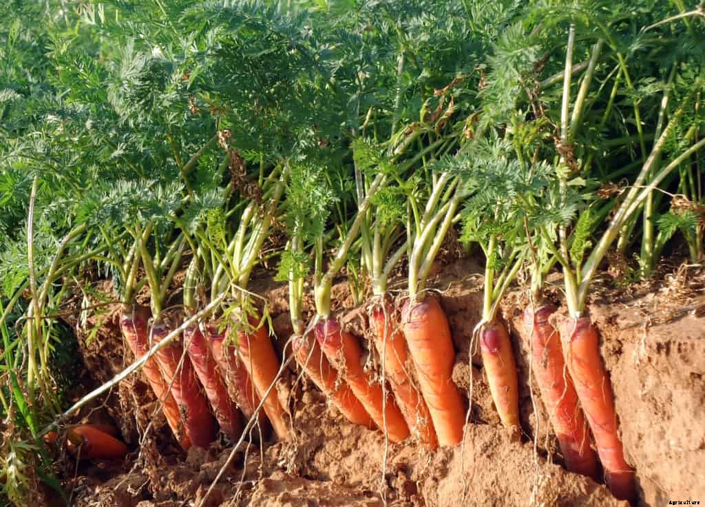 Growing Carrots for Flavor