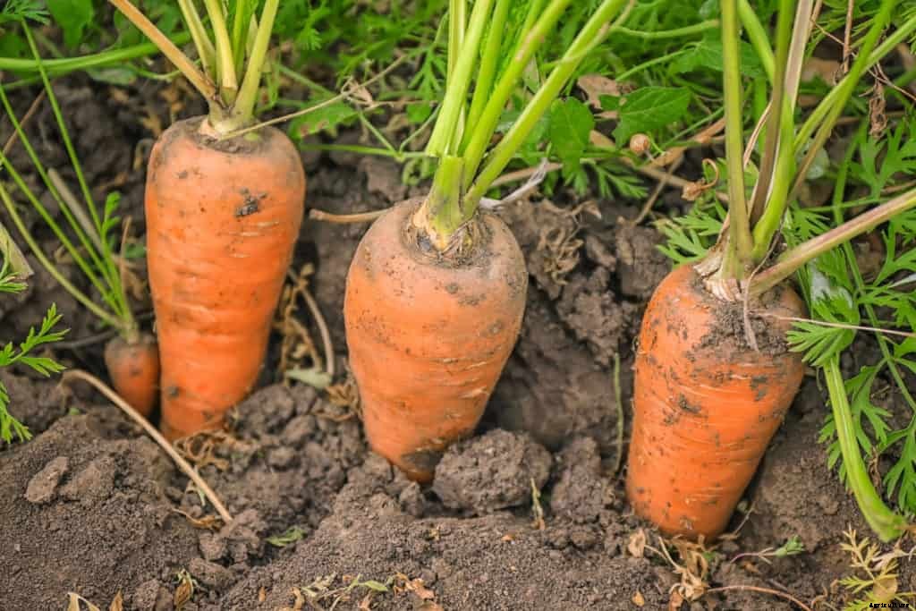 Growing Carrots for Flavor