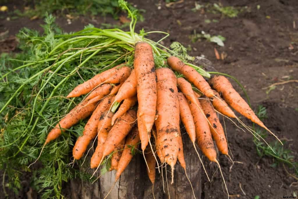 Growing Carrots for Flavor