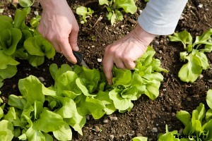 Lettuce Growing Tips