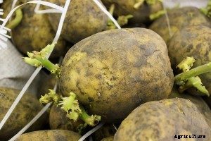 Potato Growing Tips