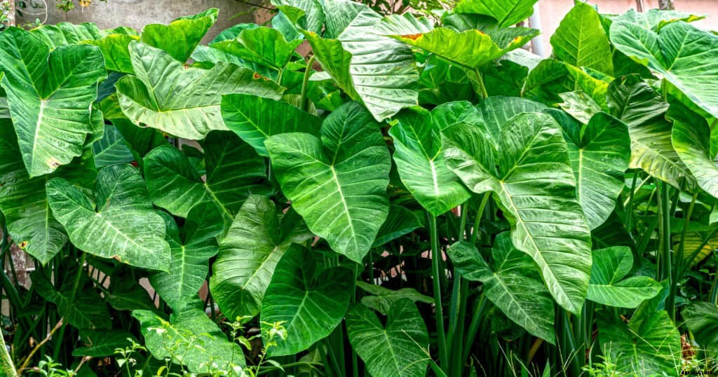 How to Grow Taro