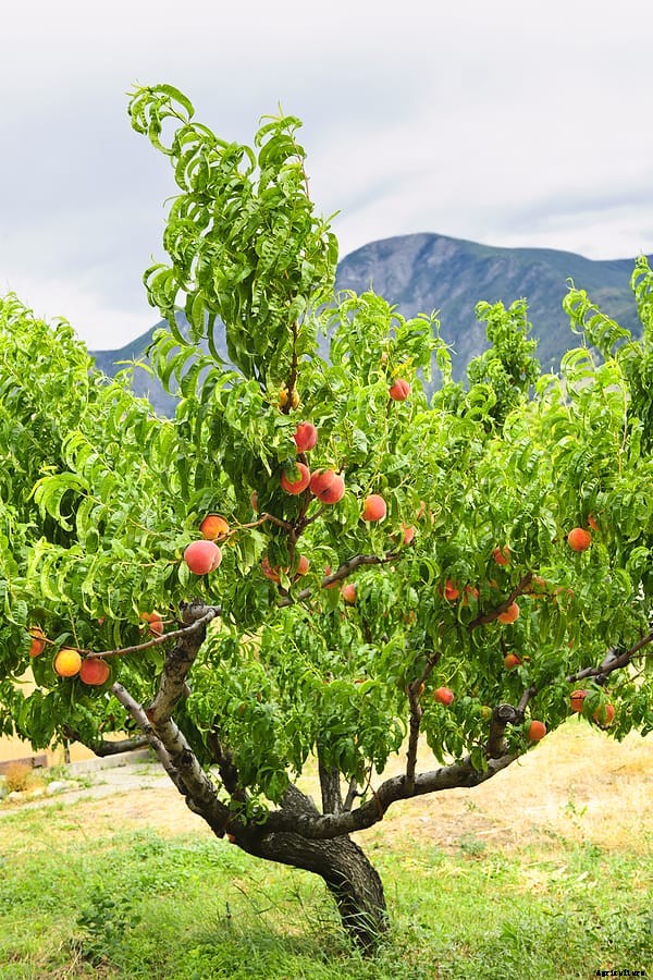 How to Grow Peaches and Nectarines