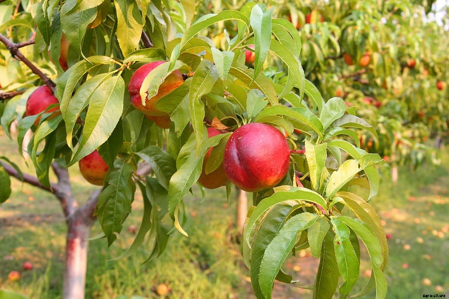 How to Grow Peaches and Nectarines