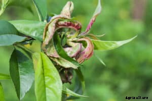 How to Grow Peaches and Nectarines