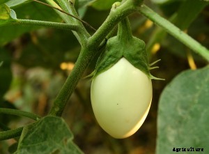 Eggplant Varieties: Best Bets and Easy-to-Grow