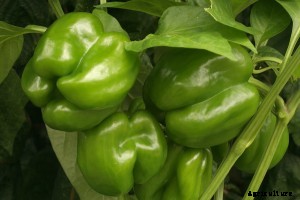 Pepper Varieties: Best Bets and Easy-to-Grow