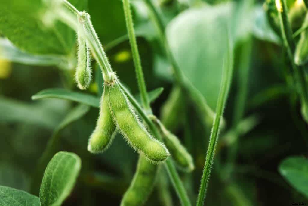 How to Grow Soybeans