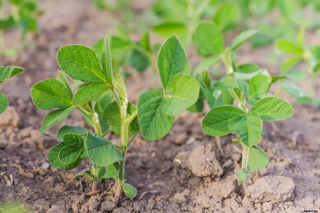 How to Grow Soybeans