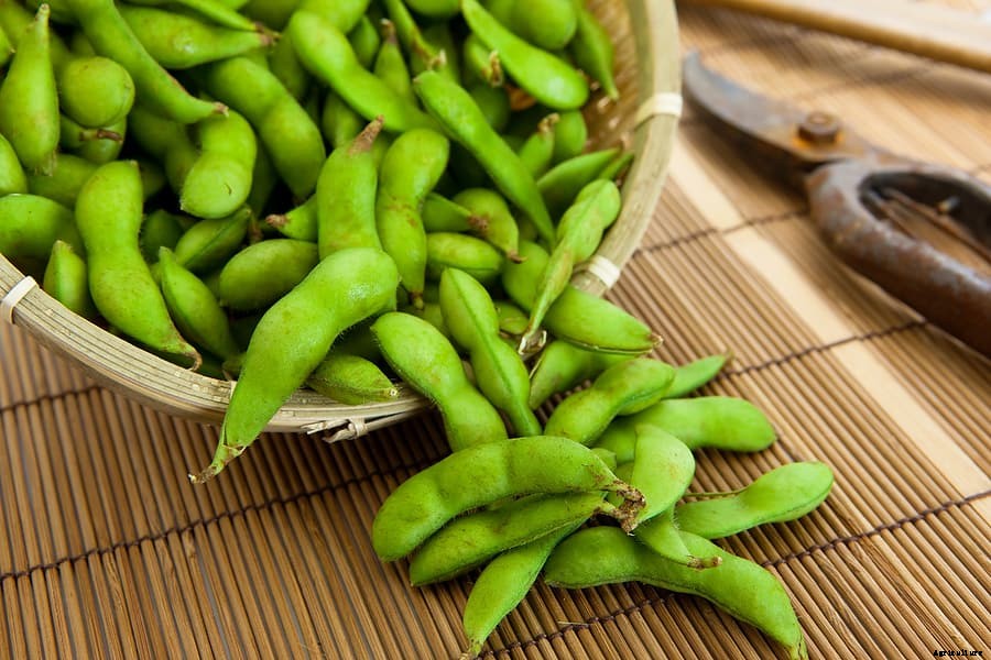 How to Grow Soybeans