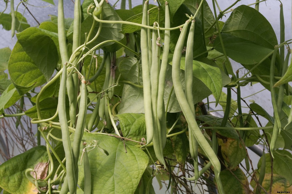 Bean Varieties: Best Bets and Easy-to-Grow