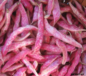 Bean Varieties: Best Bets and Easy-to-Grow