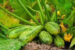 Summer Squash Best Bets and Easy-to-Grow
