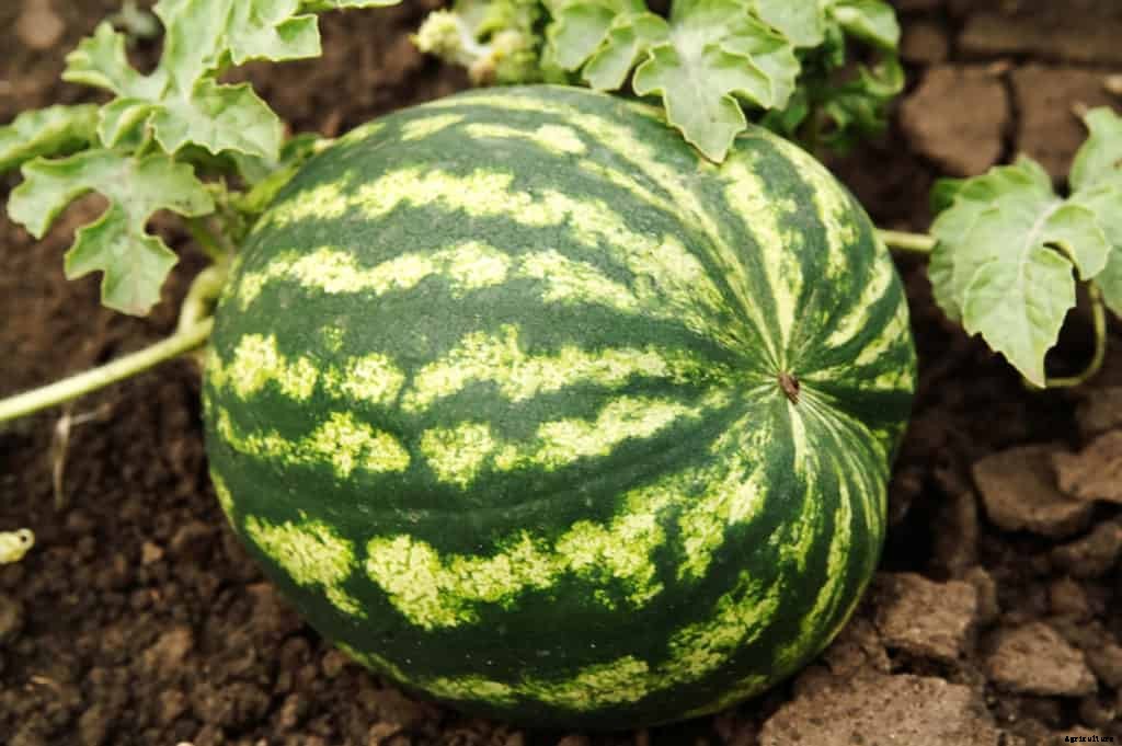 Watermelons for Home Garden: Top 10 Varieties