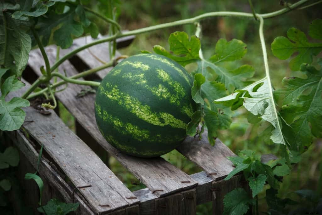 Watermelons for Home Garden: Top 10 Varieties