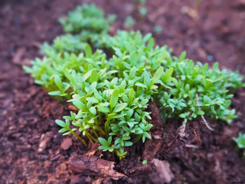 How to Grow Cress
