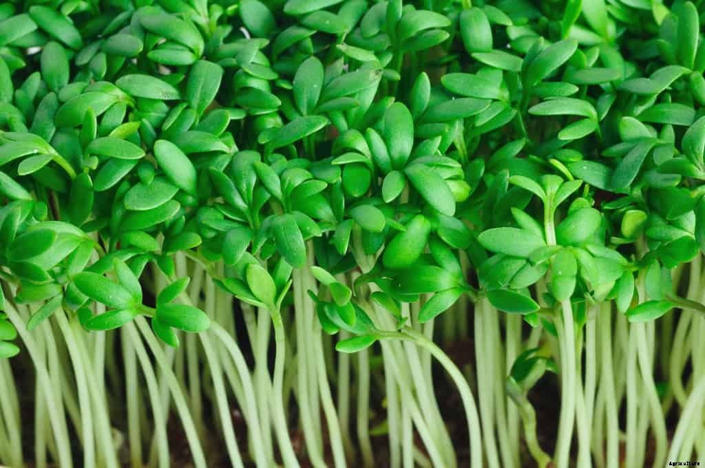 How to Grow Cress