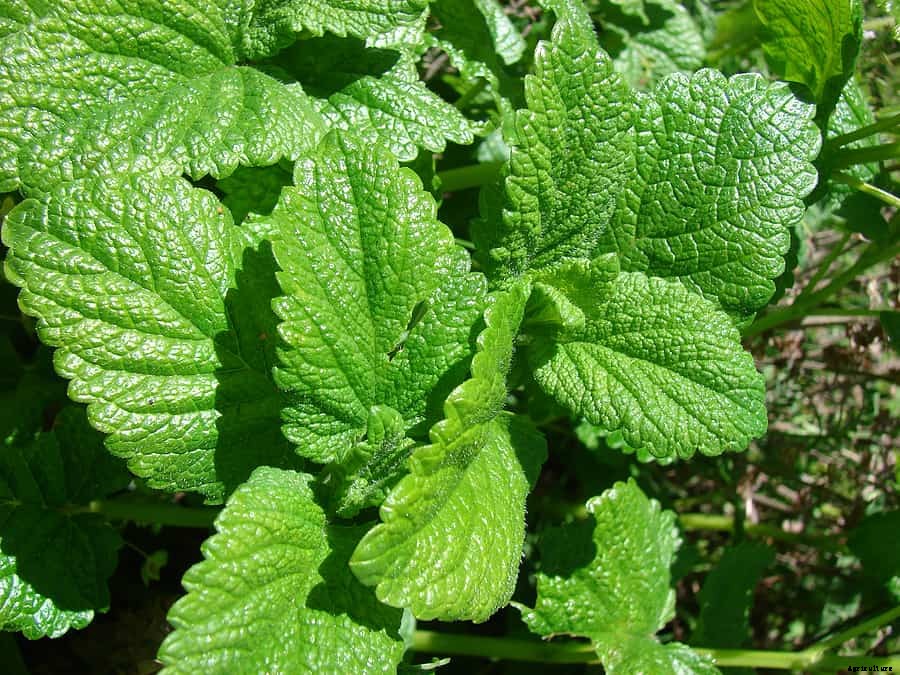 How to Grow Lemon Balm