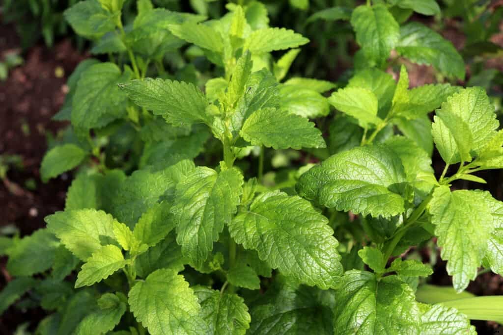 How to Grow Lemon Balm