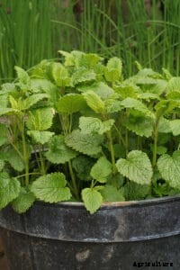 How to Grow Lemon Balm