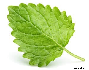 How to Grow Lemon Balm