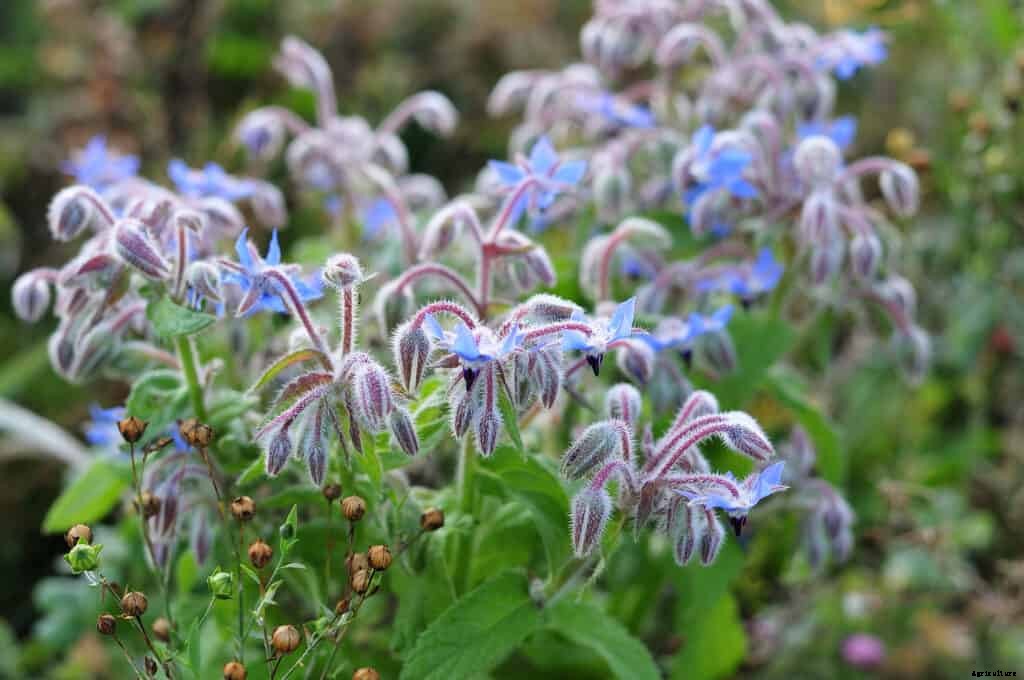 How to Grow Borage