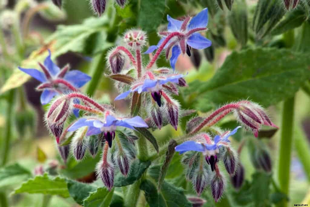 How to Grow Borage
