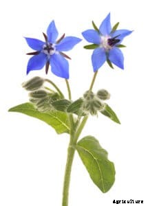How to Grow Borage