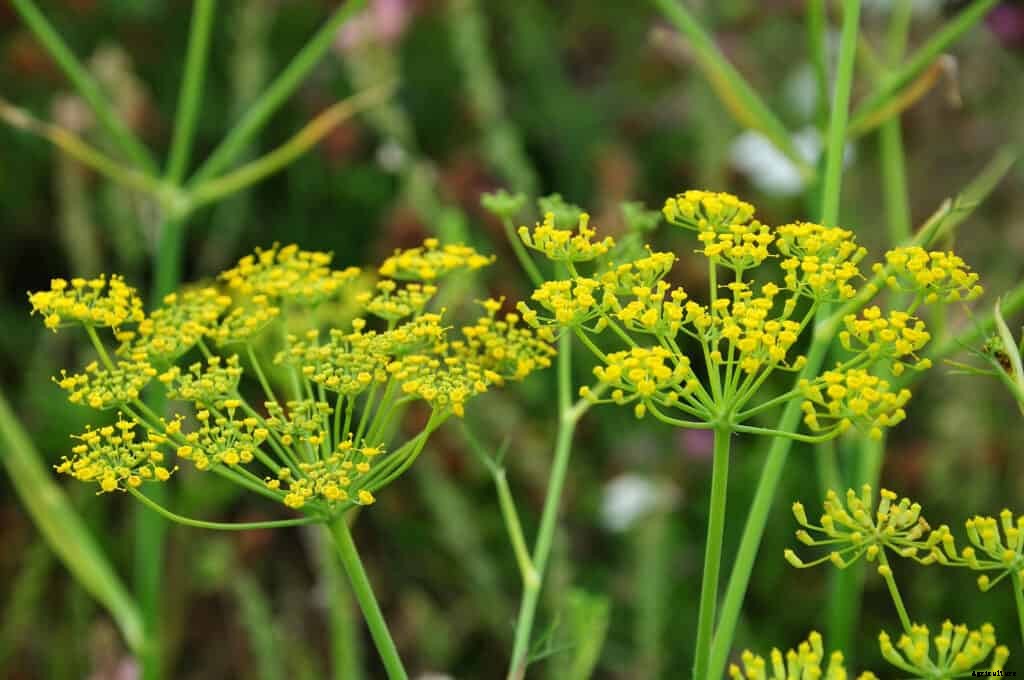 How to Grow Common or Sweet Fennel