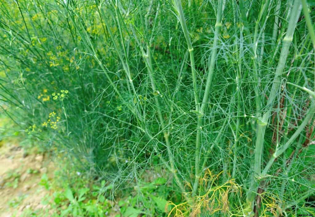 How to Grow Common or Sweet Fennel
