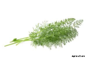 How to Grow Common or Sweet Fennel