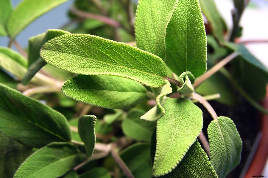 How to Grow Sage
