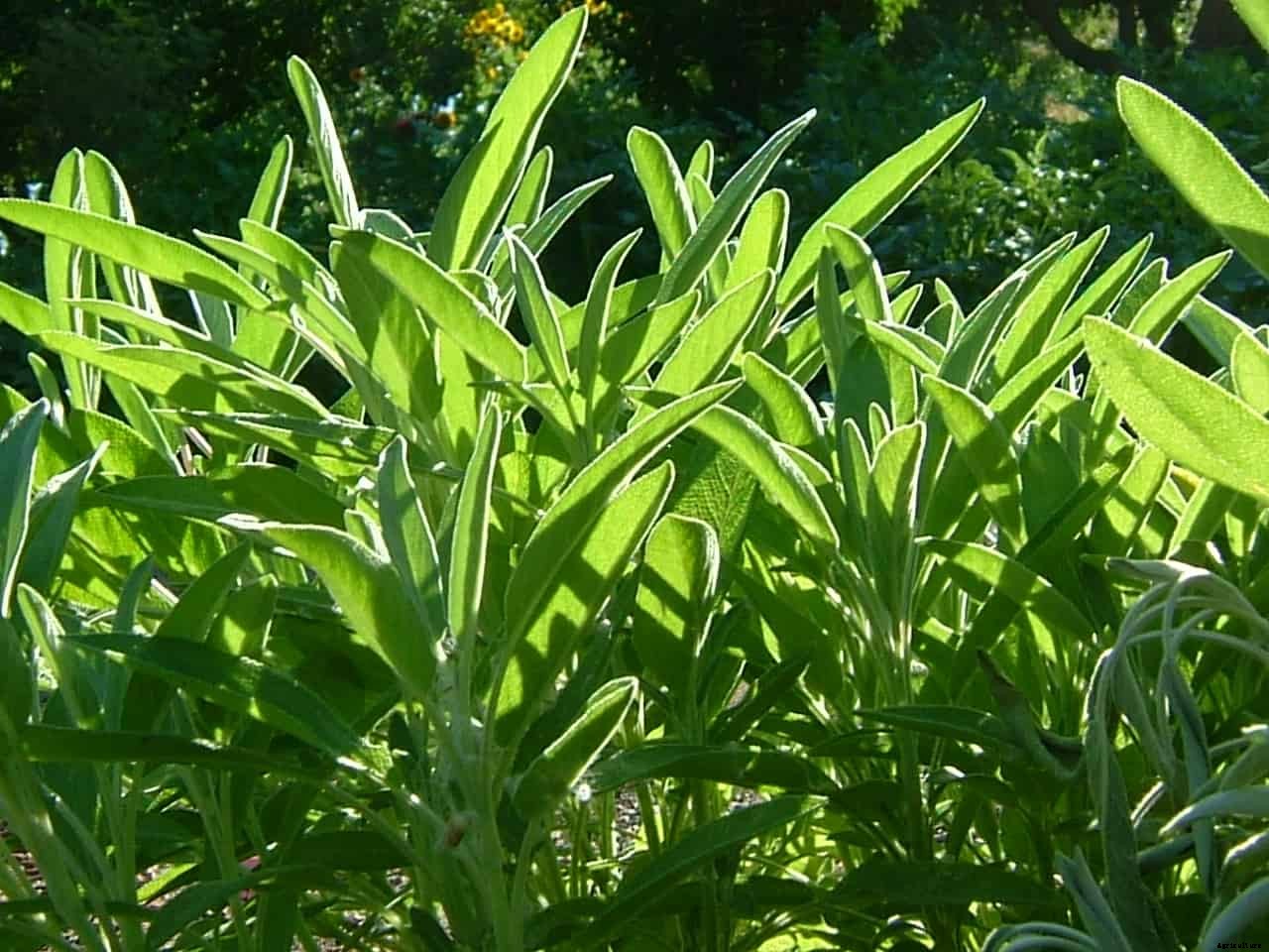 How to Grow Sage