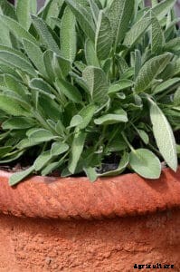How to Grow Sage