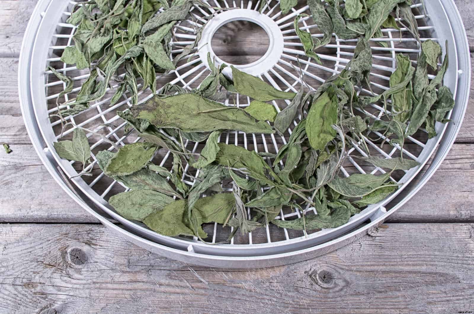 How to Grow Sage