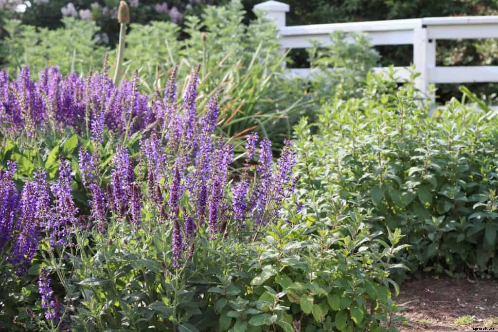 How to Grow Sage