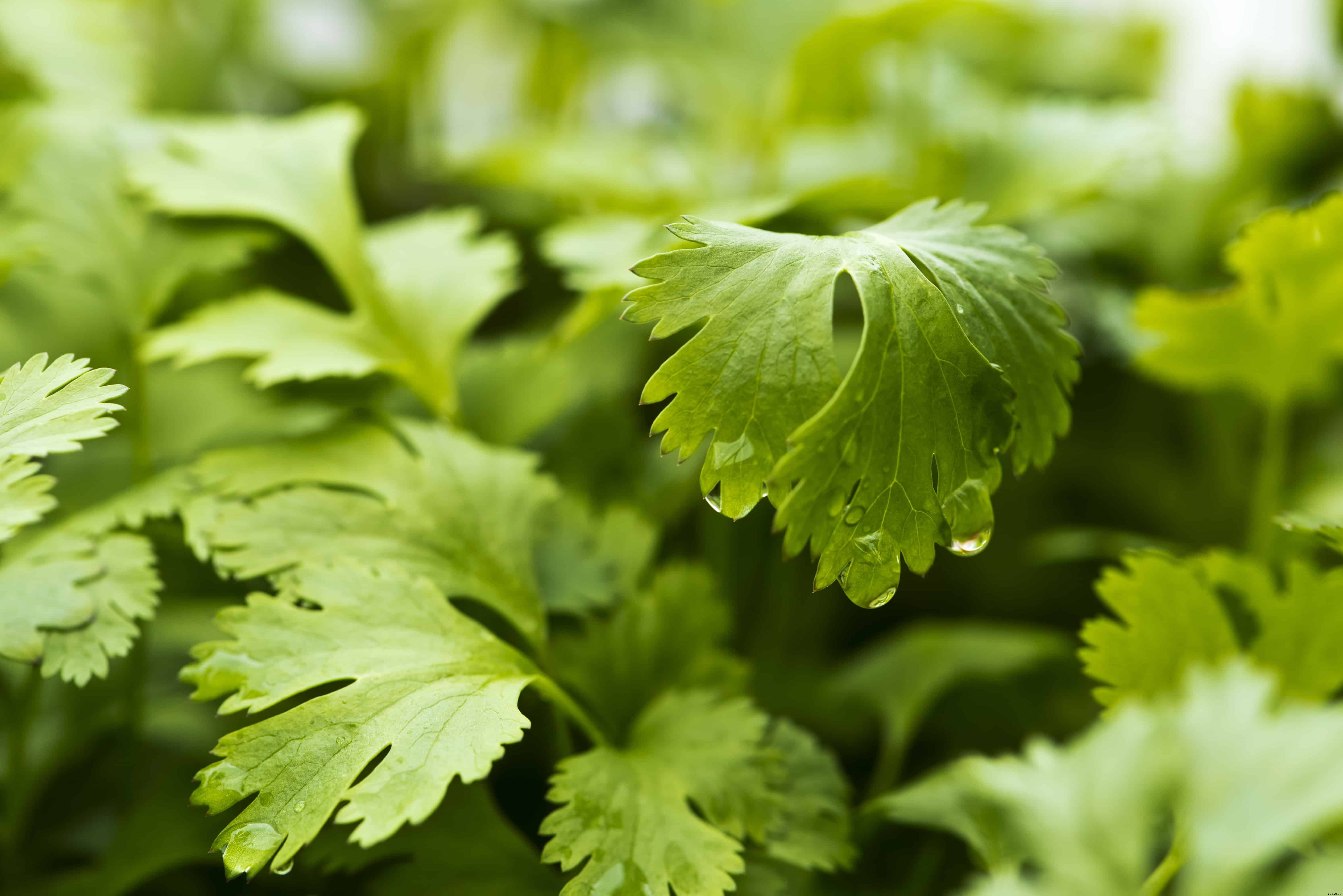 How to Grow Coriander and Cilantro