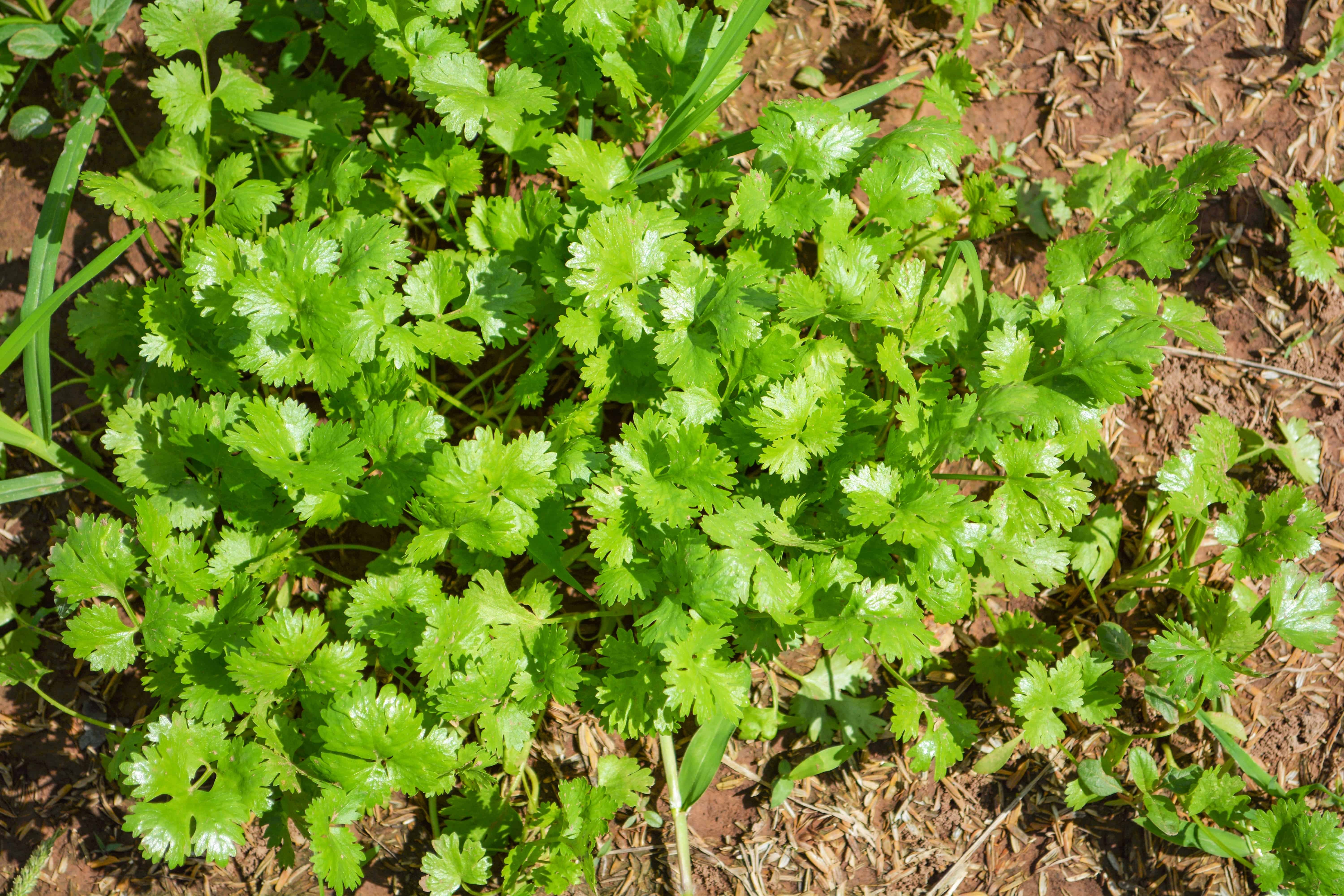 How to Grow Coriander and Cilantro
