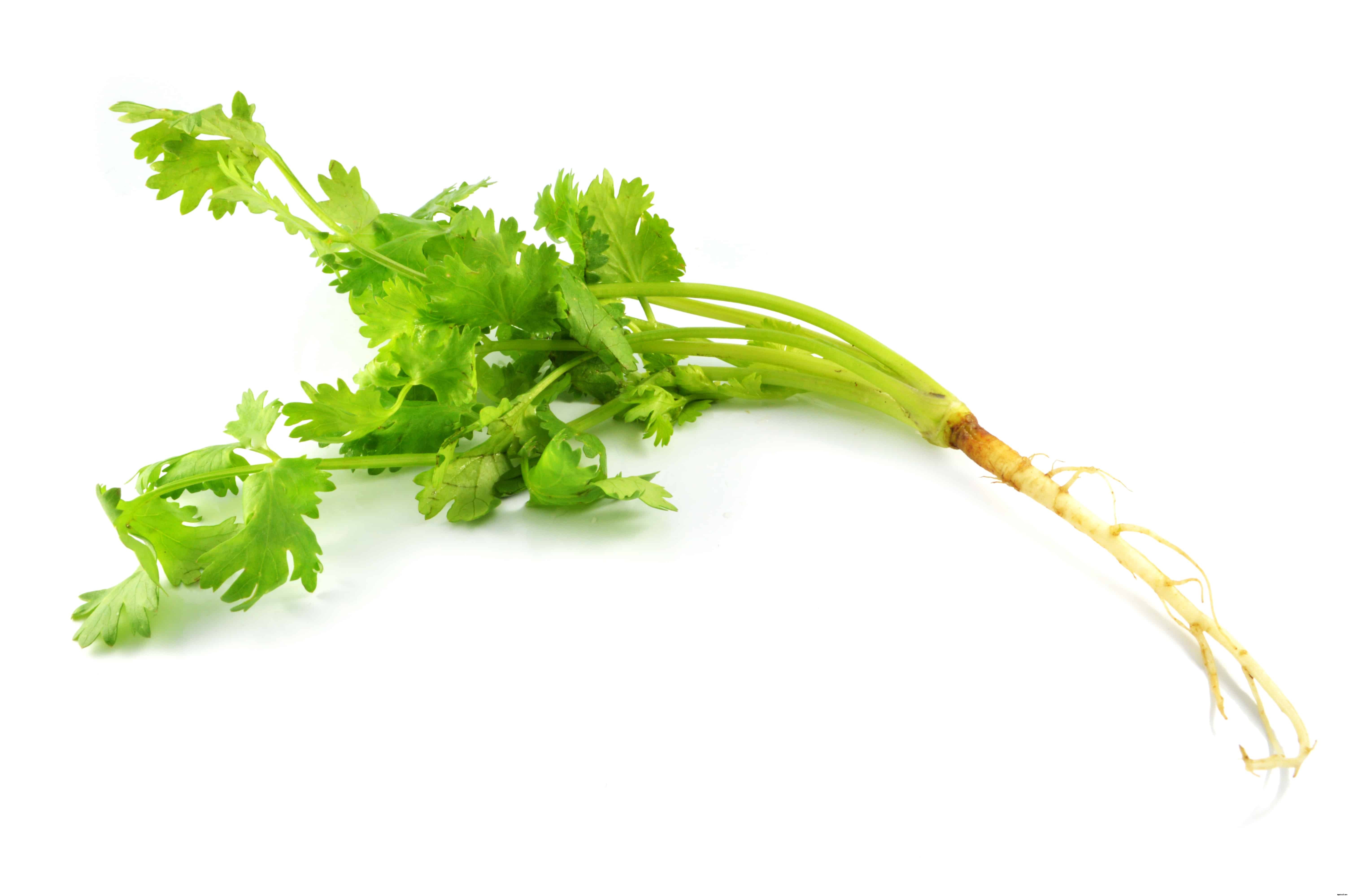 How to Grow Coriander and Cilantro