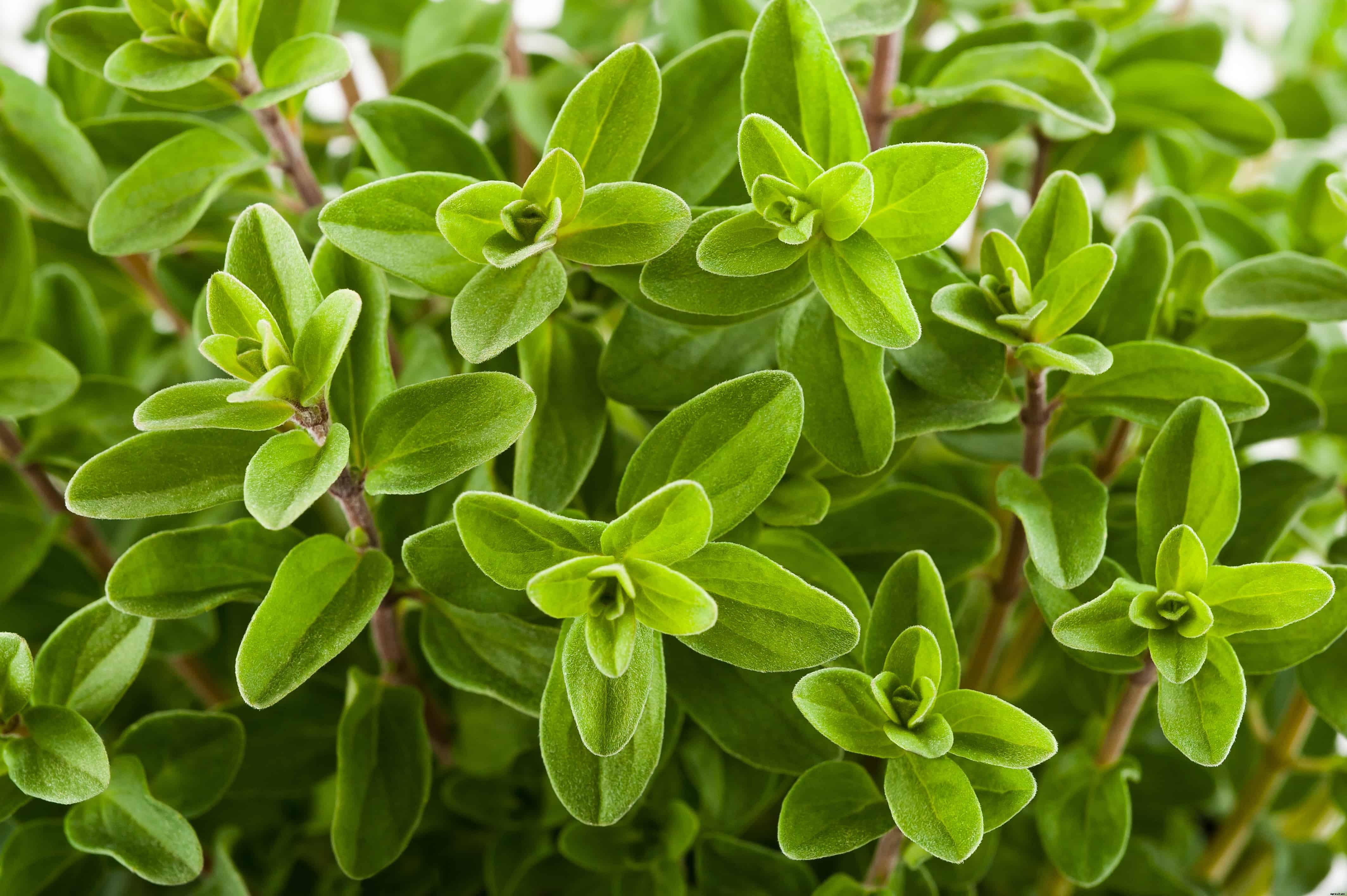 How to Grow Marjoram