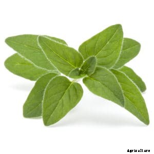 How to Grow Marjoram