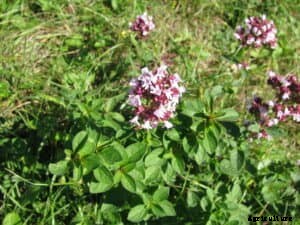 How to Grow Marjoram