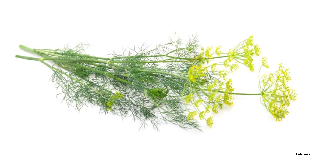 How to Grow Dill