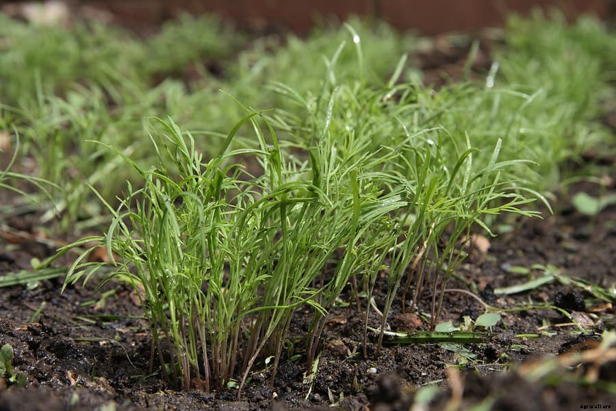 How to Grow Dill