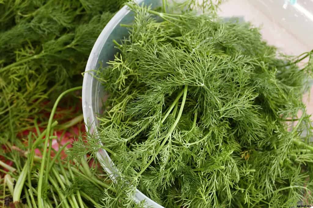 How to Grow Dill