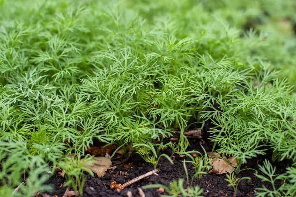 How to Grow Dill